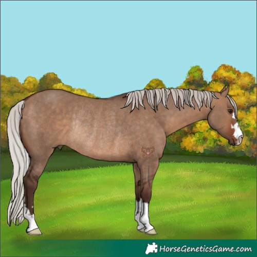 Horse Color:Silver Brown Dun Rabicano 