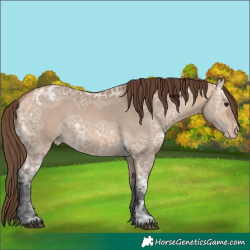 Horse Color:Bay Ice Dun Skewed LP Spotted