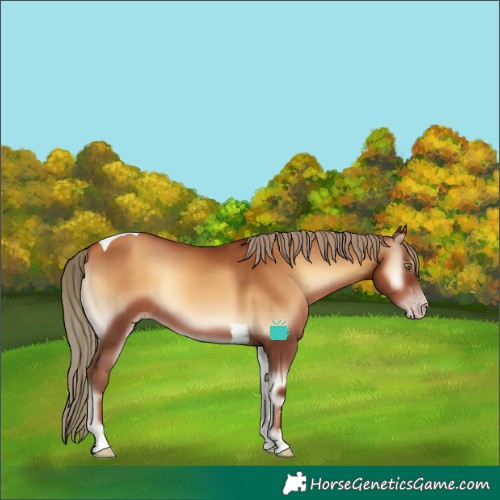 Horse Color:Gray Gold Champagne Onyx Tobiano Rabicano 