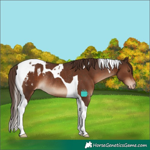 Horse Color:Liver Chestnut Tobiano Appaloosa Rabicano