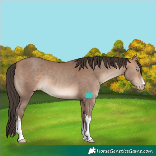 Horse Color:White Spotted Sable Champagne