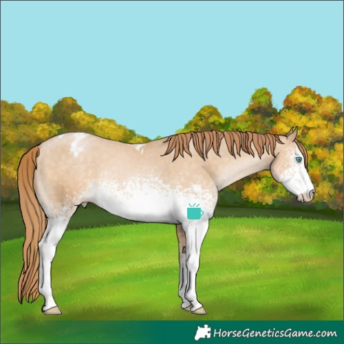 Horse Color:White Spotted Buckskin Pearl Tobiano Varnish Rabicano 