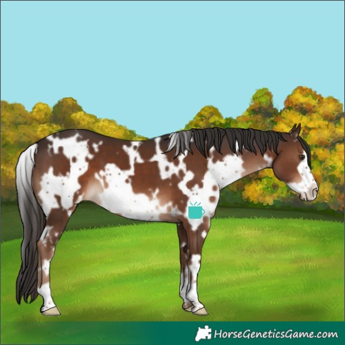 Horse Color:White Spotted Liver Chestnut Frame