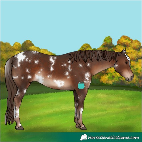 Horse Color:White Spotted Liver Chestnut 