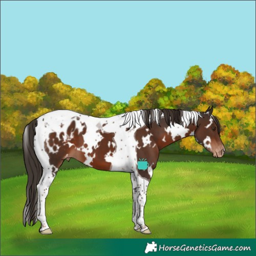 Horse Color:White Spotted Liver Chestnut Tobiano Blanket 