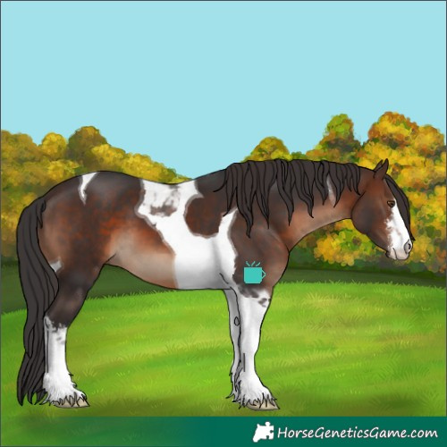 Horse Color:White Spotted Brown Tobiano