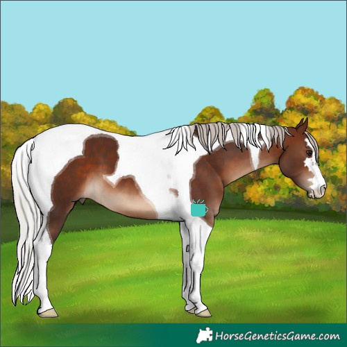 Horse Color:Silver Brown Tobiano 