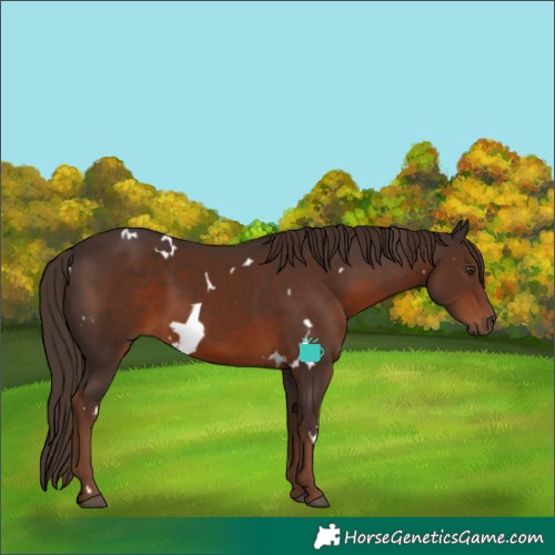 Horse Color:White Spotted Liver Chestnut 