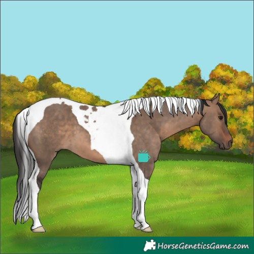 Horse Color:Brown Dun Tobiano 