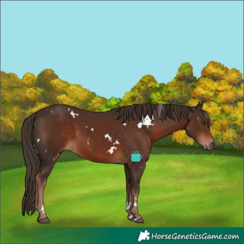 Horse Color:White Spotted Liver Chestnut
