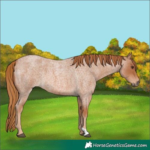 Horse Color:Red Roan