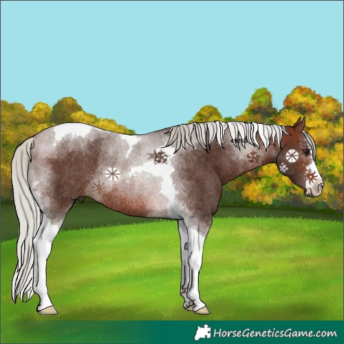 Horse Color:Silver Brown Tobiano Rabicano