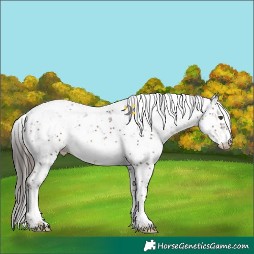 Horse Color:Liver Chestnut Sabino 