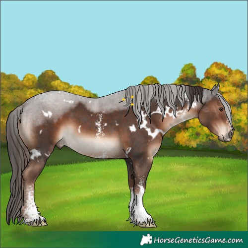 Horse Color:White Spotted Liver Chestnut Sabino 