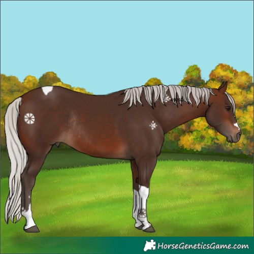 Horse Color:Silver Brown Tobiano Rabicano 