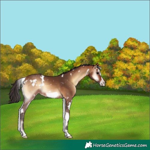 Horse Color:White Spotted Bay Onyx Frame