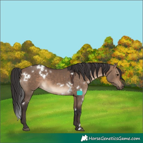 Horse Color:White Spotted Brown Dun