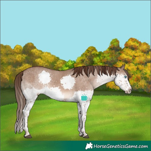 Horse Color:Liver Red Dun Splash Tobiano