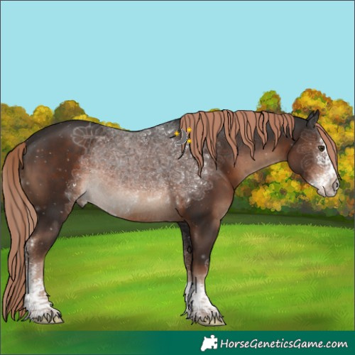Horse Color:Liver Chestnut Sabino