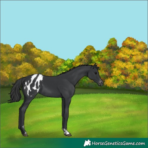 Horse Color:Black Sabino Appaloosa 