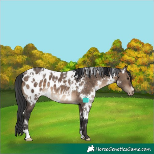 Horse Color:White Spotted Brown Dun Blanket