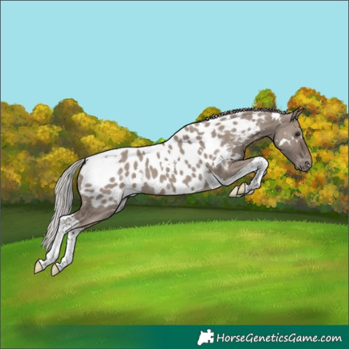 Horse Color:White Spotted Silver Grullo Mushroom Tobiano Near Leopard 