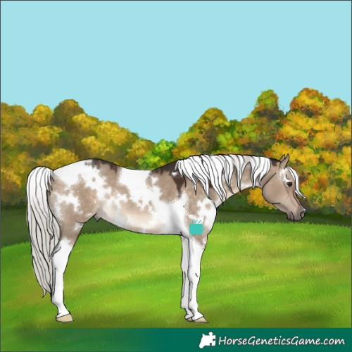 Horse Color:White Spotted Silver Brown Dun Tobiano 