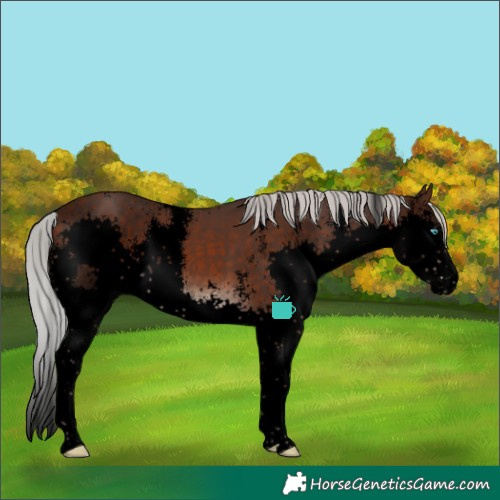 Horse Color:Void Silver Brown Sabino Splash 
