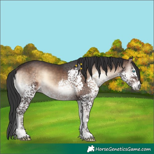Horse Color:Brown Onyx Splash Tobiano