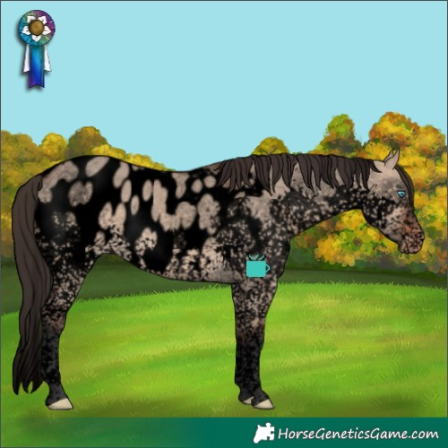 Horse Color:Void Brown Dun Splash Tobiano Appaloosa 