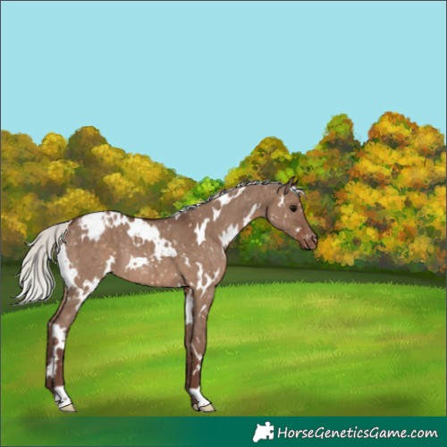 Horse Color:White Spotted Silver Grullo Appaloosa Rabicano Brindle