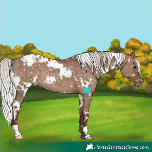 Horse Color:White Spotted Silver Grullo Snowcap Rabicano Brindle 