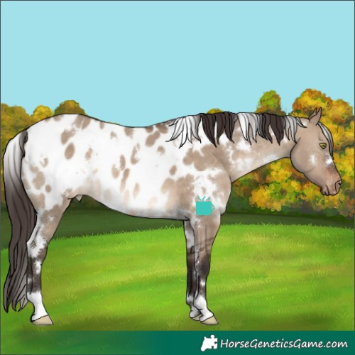 Horse Color:White Spotted Brown Dun Blanket 