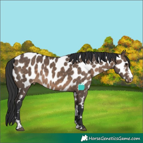 Horse Color:Brown Dun Sabino Near Leopard 