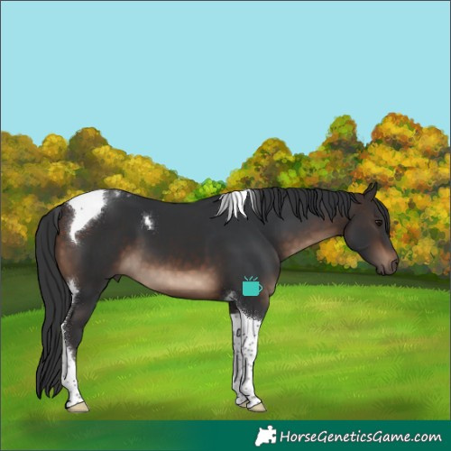 Horse Color:Brown Tobiano 