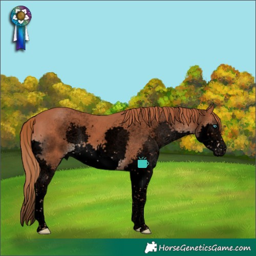 Horse Color:Void Chestnut Sabino Splash 