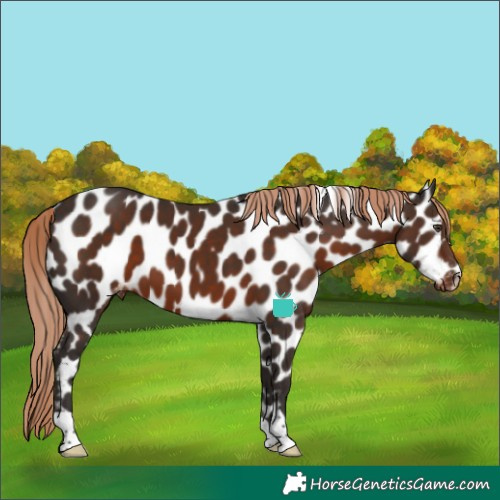 Horse Color:Liver Chestnut Appaloosa 