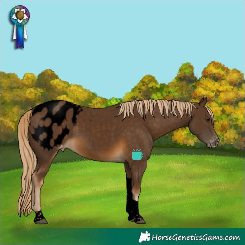 Horse Color:Void Chocolate Palomino Tobiano Appaloosa 