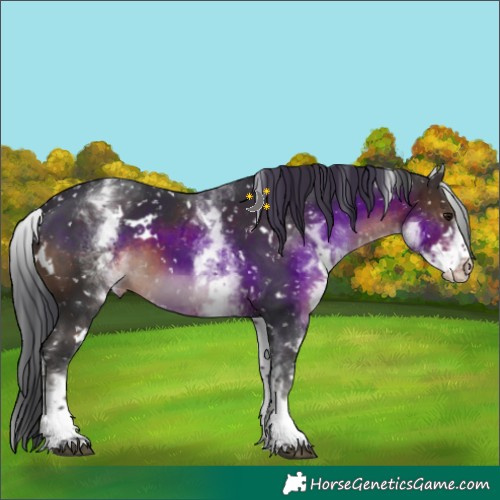 Horse Color:White Spotted Brown Appaloosa