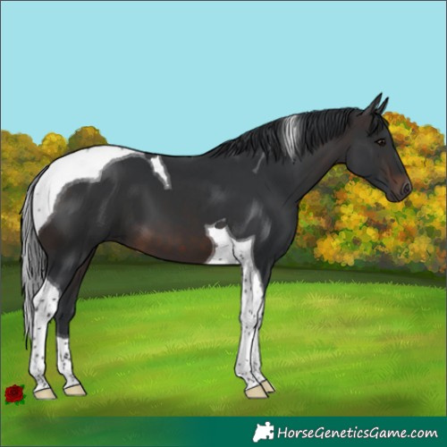 Horse Color:Brown Tobiano