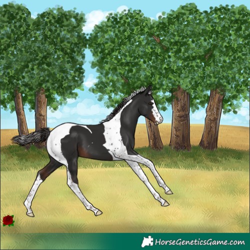 Horse Color:Liver Chestnut Tobiano 