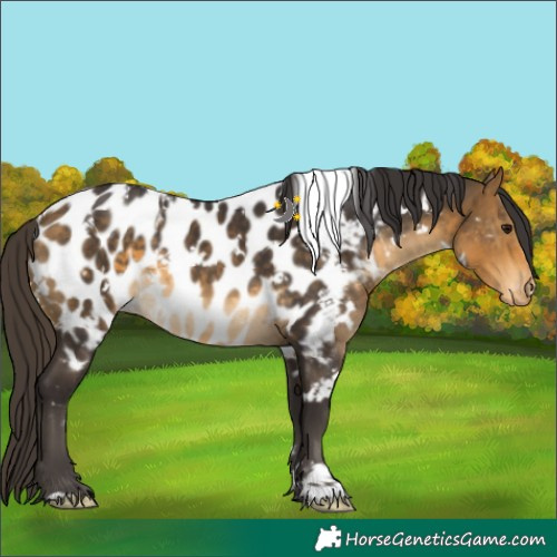 Horse Color:White Spotted Buckskin Appaloosa 