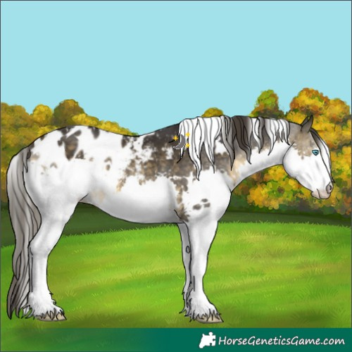 Horse Color:White Spotted Buckskin Splash Appaloosa