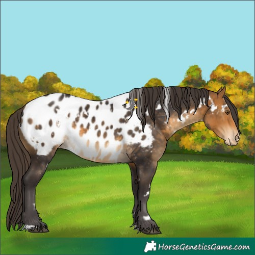 Horse Color:White Spotted Buckskin Appaloosa 