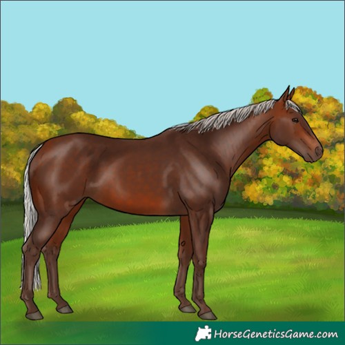 Horse Color:Silver Bay