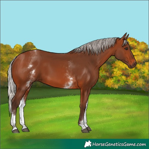 Horse Color:White Spotted Silver Brown 