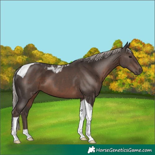 Horse Color:Silver Black Tobiano