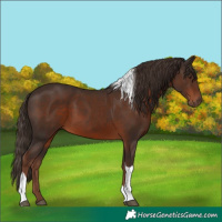 Horse Color:Liver Chestnut Tobiano 
