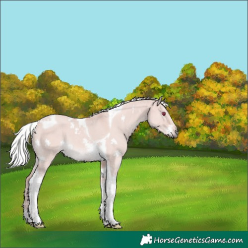 Horse Color:Platinum Silver Bay Dun Tobiano Rabicano 