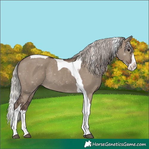 Horse Color:Silver Grullo Splash Tobiano Rabicano 